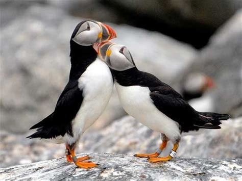 Stunning Photos of Maine's Puffins | Reader's Digest