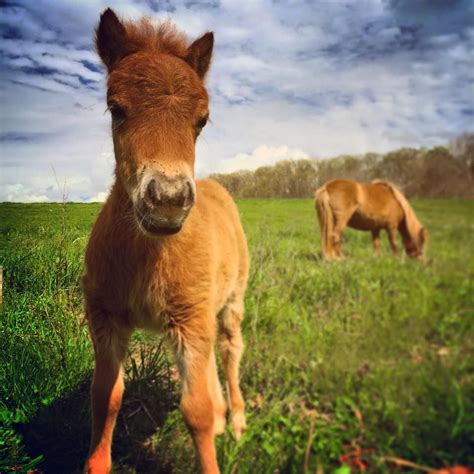 Little babe! #mini #pony #farmlife #madisonfields Farm Animal Crafts, Animal Crafts For Kids ...