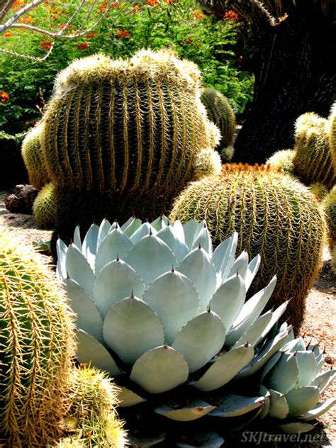 Cacophony of Cactus at Huntington Botanical Garden