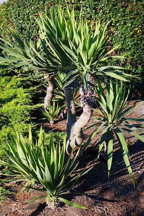 Reasons Why Your Yucca Isn’t Blooming | Gardener's Path