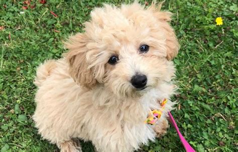 Bichon Poodle Mix - Truth About Poochon Dogs | Poochon dog, Poodle mix puppies, Bichon poodle mix