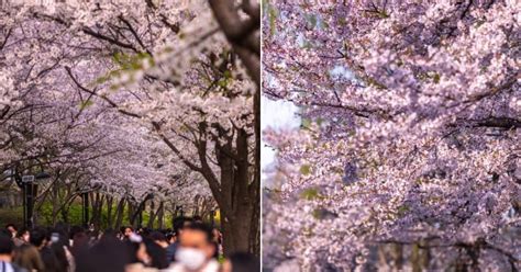 Seoul Cherry Blossom Guide: Everything You Need to Know for Your Trip