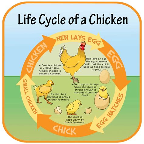 Life Cycle Of A Chicken Sign