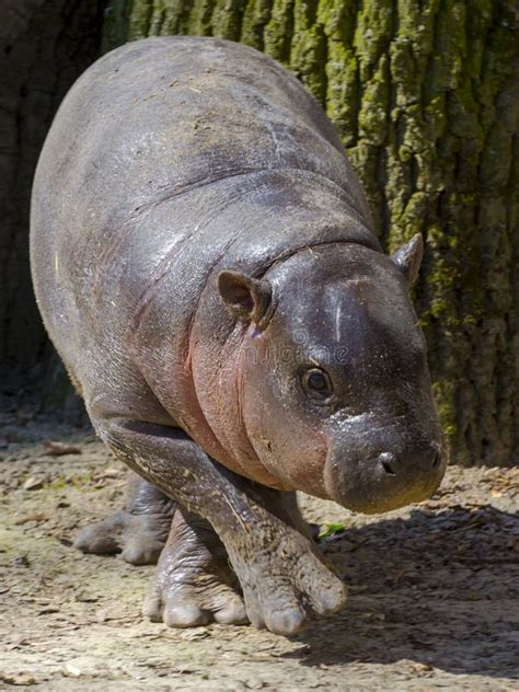 Pygmy Hippopotamus Baby in a Zoo House Stock Photo - Image of calf ...