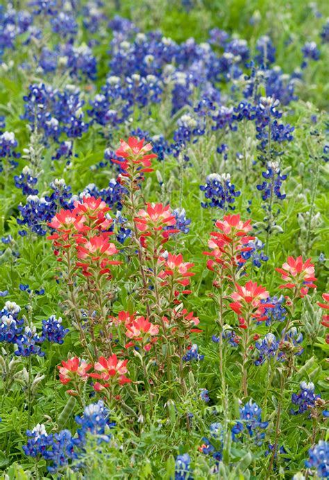 Lavish Spring Wildflower Displays Expected in Texas | Spring wildflowers, Wild flowers, Lady ...