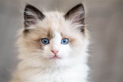 Shorthair Ragdoll Kittens | donyaye-trade.com
