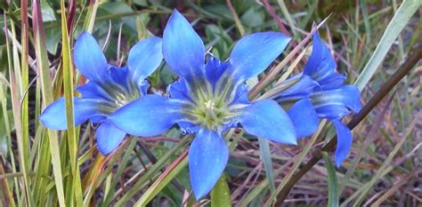 Pine Barrens plants – the rare, the weird and the wonderful - New ...