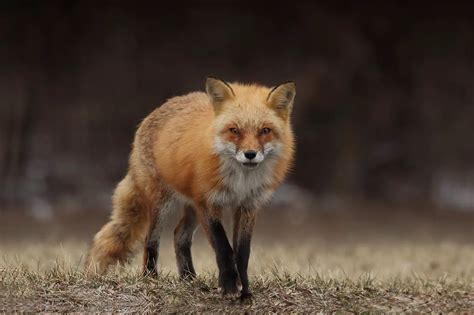 Red Foxes: The ULTIMATE Guide - All Things Foxes