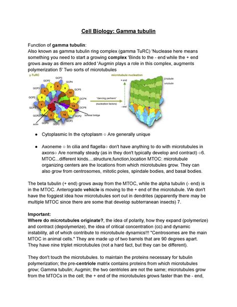 Cell Biology Gamma tubulin - Cell Biology: Gamma tubulin Function of gamma tubulin: Also known ...