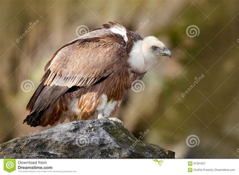 Vulture in the Rocky Habitat. Bird Eurasian Griffon Vulture, Gyps Fulvus, Sitting on the Stone ...