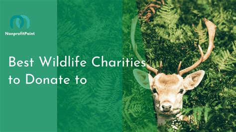 11 Best Wildlife Charities to Donate to in 2023 & Beyond | Nonprofit ...