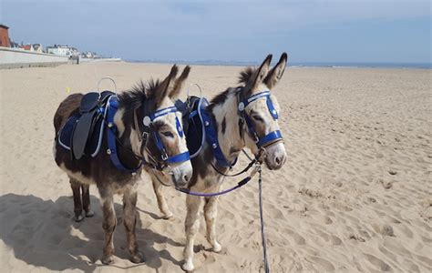 Donkey rides return to British beach after 25-year absence - Horse & Hound