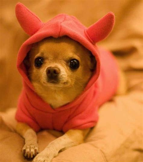 Smallest dog breeds - world's smallest dogs - really tiny dogs - tea ...