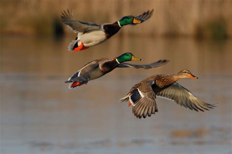 Waterfowl Season Changes Provide New Hunting Opportunities | Wisconsin DNR