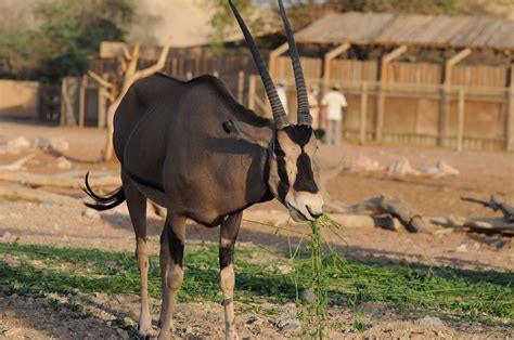 Definitive Guide To Gemsbok Facts, Habitat, Conservation Status, Zoo ...