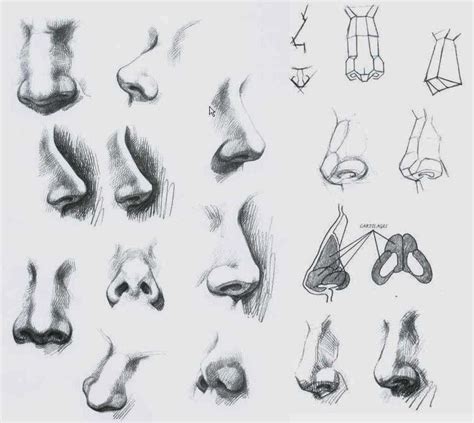 Nose Drawing Reference and Sketches for Artists