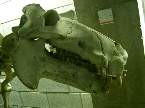 hippo skull 01 by cyborgsuzystock on DeviantArt