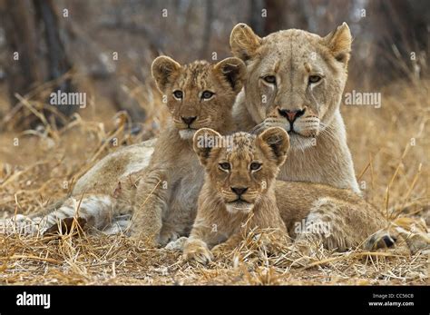 Lioness and cubs hi-res stock photography and images - Alamy