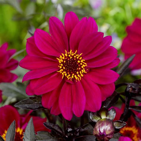 Dahlia Bishop of Canterbury | J Parker Dutch Bulbs