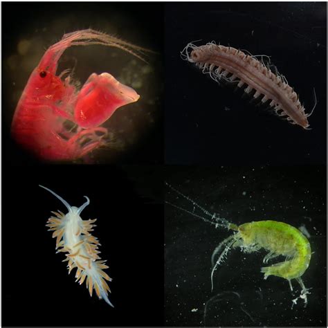 Benthic monitoring: Tiny creatures, heavy lifting | Smithsonian National Museum of Natural History