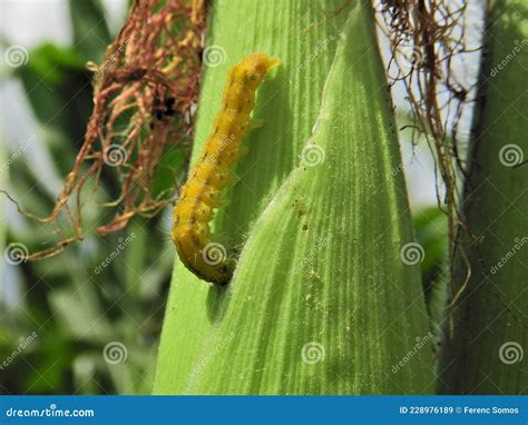 Cotton Bollworm (Helicoverpa Armigera) Damages a Corn Cob. Stock Image - Image of pest, cotton ...