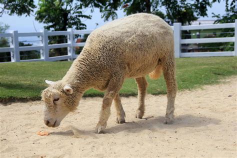 A sheep is looking for food in the yard 3652013 Stock Photo at Vecteezy