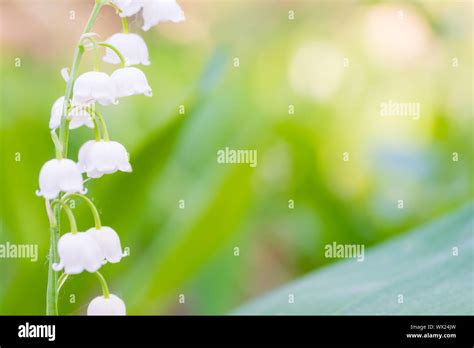 White flowers lily of the valley Stock Photo - Alamy