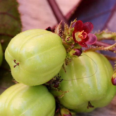 Jatropha gossypiifolia | Jatropha gossypiifolia L. EUPHORBIA… | Flickr