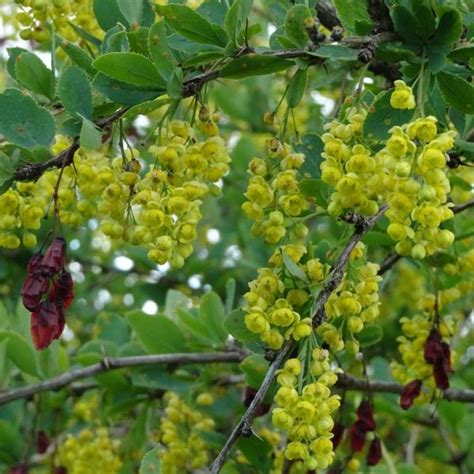 Species Spotlight: Common barberry | Vermont Invasives