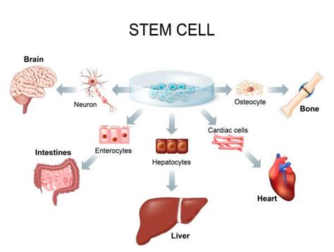 Types of Cells | Biology Dictionary