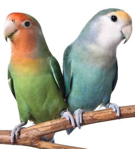 40 best Love Birds - small beauties! images on Pinterest | Parrots, Parakeets and Peach