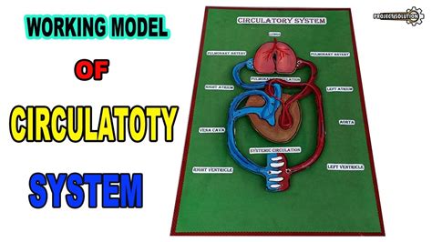 Circulatory System Model Project