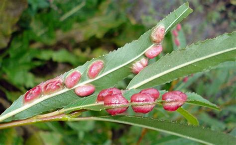 Galls - Pontania proxima | On Crack Willow Sapling, Salix fr… | Flickr