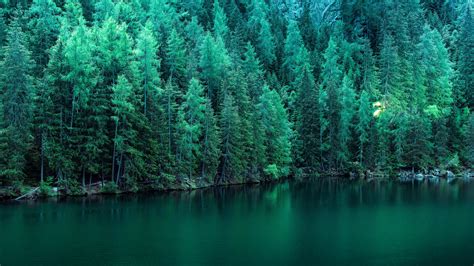 Landscape Pine Trees Lake Wallpapers Hd Desktop And Mobile Backgrounds ...