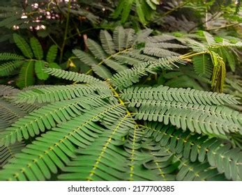 6 Daun Saga Images, Stock Photos & Vectors | Shutterstock