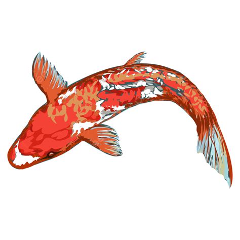 Koi Fish Illustration, Koi, Design, Illustration PNG and Vector with ...