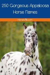 256 Appaloosa Horse Names Perfect for Your Spotted Equine!