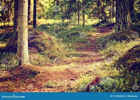 Finnish Summer and Nature at Its Best. Forests in Finland are Ever ...