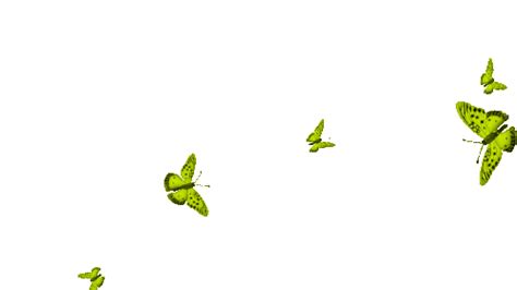 Borboletas Butterflies GIF - Borboletas Butterflies Butterfly - Discover & Share GIFs