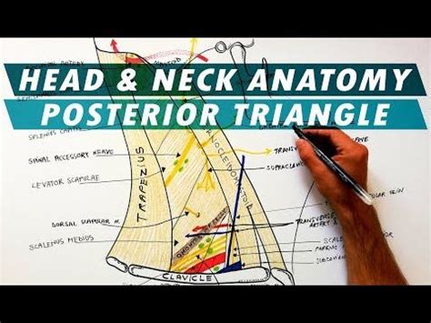 The Posterior Triangle of the Neck - Boundaries & Content - Head & Neck Anatomy | Anatomy, Head ...