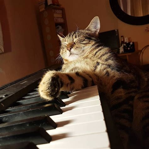 Piano-Playing Cat Is No Minor Sensation On Instagram | The Animal Rescue Site Blog | Cats, Funny ...