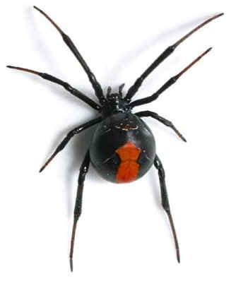 Black Widow Spiders, Worthy of Fear? - McCloud Services