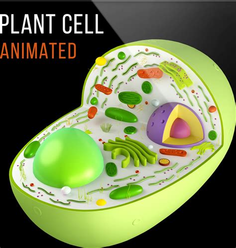 Plant Cell Structure 3d model