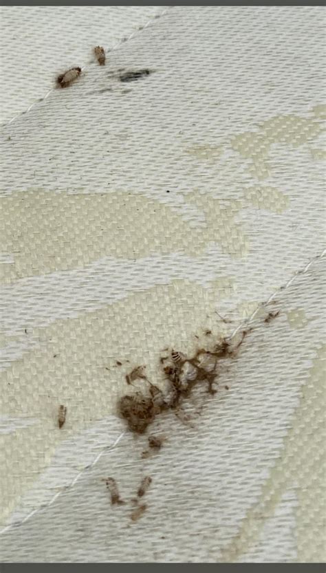 Bed bug casings? : Bedbugs