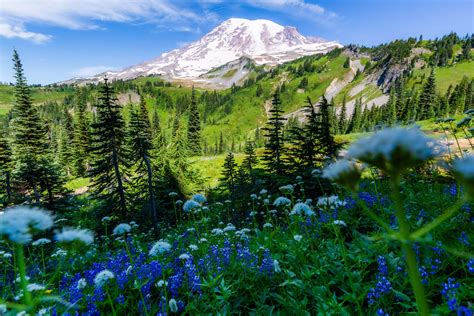 Is Mount Rainier Worth visiting? 5 reasons you'll be amazed here ...