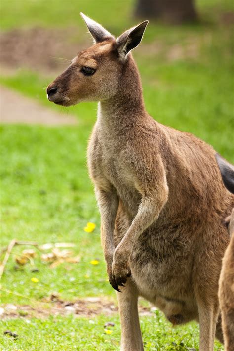 Free Images : nature, animal, wildlife, standing, zoo, fur, brown, mammal, fauna, kangaroo ...