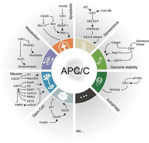 Insights into APC/C: from cellular function to diseases and ...