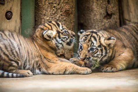 Rare Malayan Tiger Cubs Show Their Personalities - ZooBorns