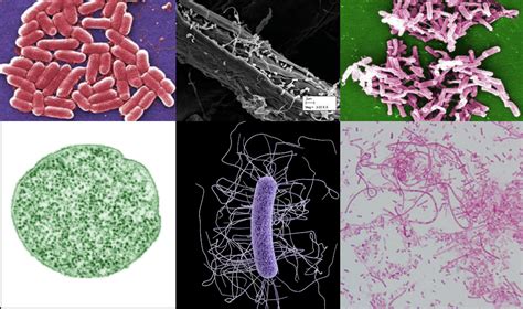 Rumen Microbes - A look back at 2019 | Department of Animal Science