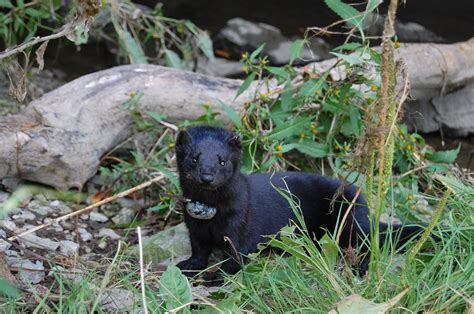 Wisconsin’s No. 1 mink farming industry now seen as a COVID-19 risk | Racine County Eye